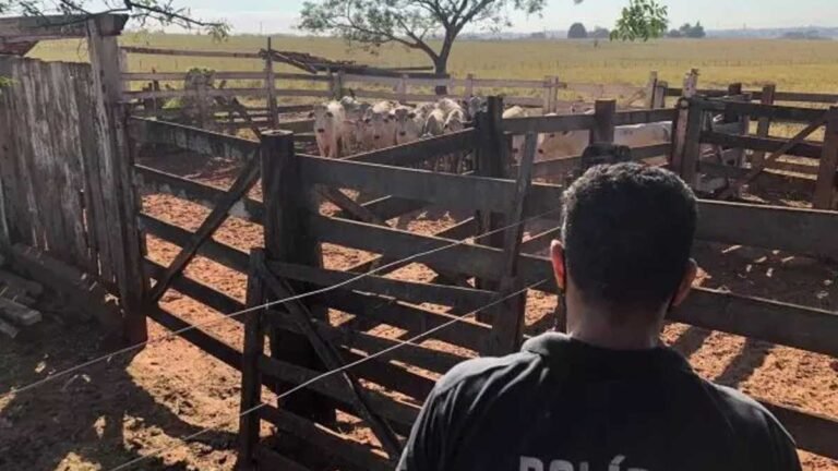 Ladrões de gado morrem durante confronto com policiais