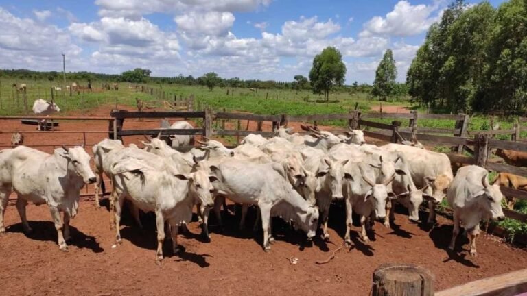 Polícia prende investigado por furto de mais de 160 cabeças de gado MS
