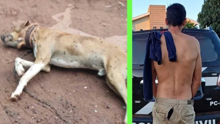 Homem mata cachorro com tiros e acaba sendo identificado e preso pela Polícia Civil