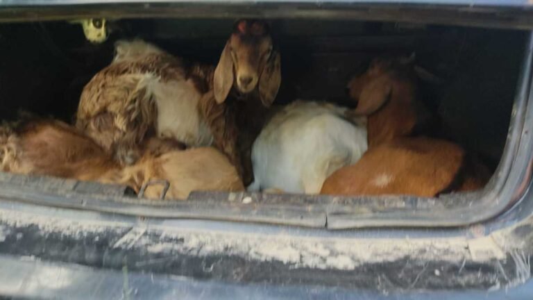 Quem for o dono se pronunciar – Indivíduos são presos carregando 5 cabritos em porta malas