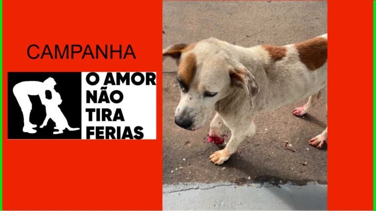 Vídeo da campanha – PMA resgata cão vítima de maus tratos no centro da cidade