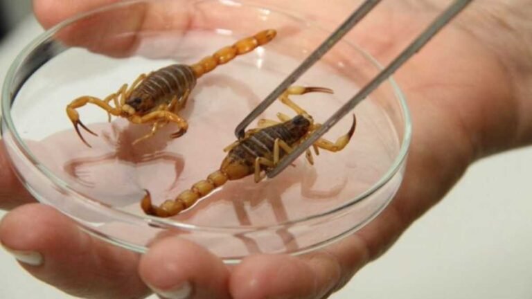 CCZ alerta sobres riscos de acidentes com escorpiões e dá dicas de prevenção