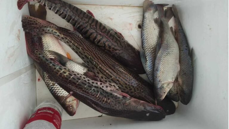PMA de Dourados autua em R$ 3,3 mil três pescadores transportando 21 kg de pescado capturado em piracema