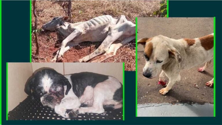 Vídeos – Multas expedidas por maus-tratos a animais dobra em 1 ano em MS e chega a R$ 1,2 milhão