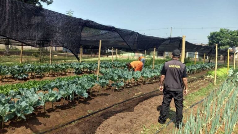 Terreno sujo vira horta cuidada por detentos que reforça alimentação de famílias carentes