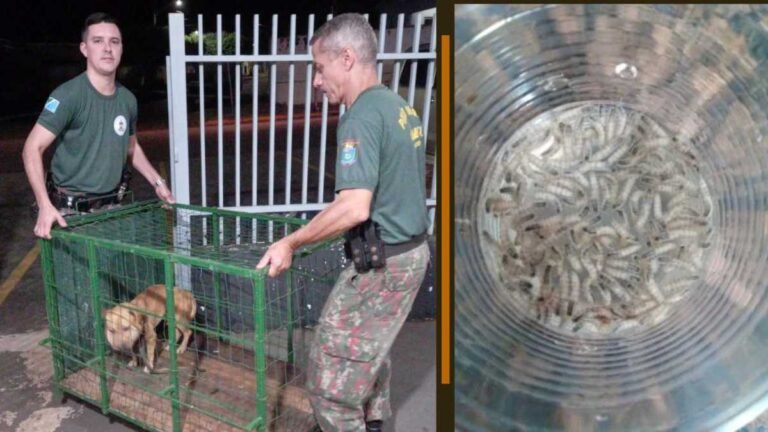 Cão com pescoço quase decepado com ferida cheio de larvas e uivando de dor é resgatado