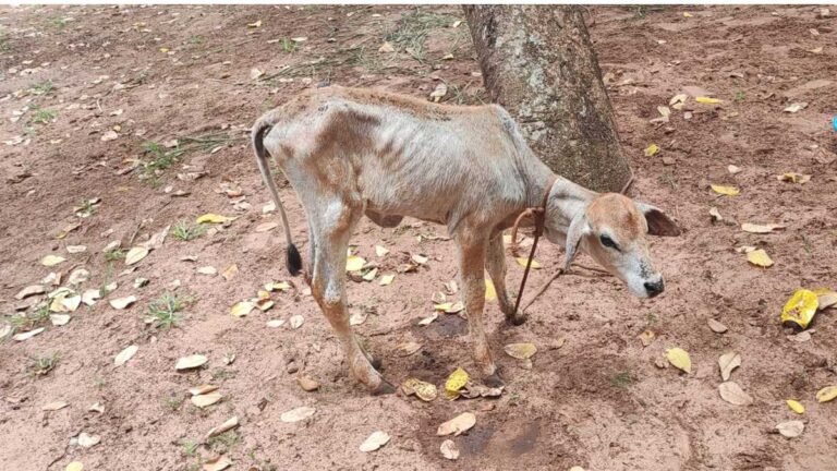 PMA autua mulher de 38 anos em R$ 1 mil por deixar novilha amarrada sem alimento e sem água