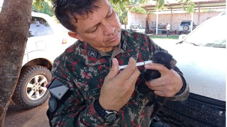 Vídeo – Filhote de lobinho é resgatado ao lado de mãe morta atropelada