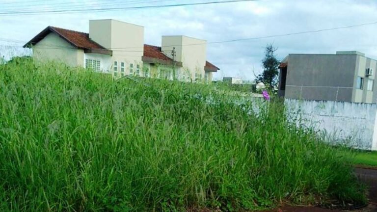 Prefeitura prorroga prazo para limpeza de terrenos baldios