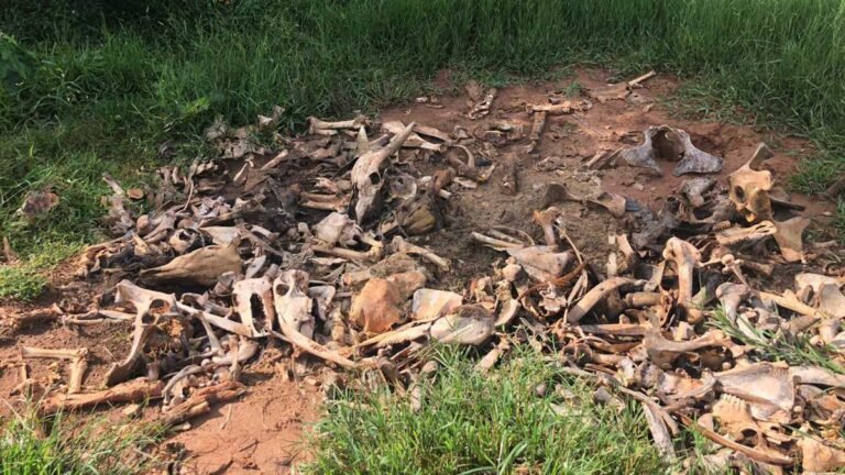 Mirando ladrões de gado, Polícia Civil apreende arma, munições e descobre “cemitério” de carcaças de bovinos