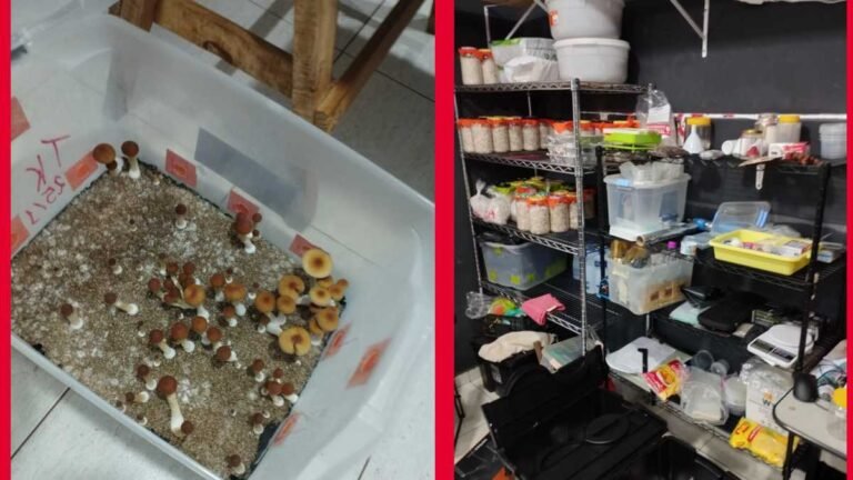 “Cogumelos mágicos” – Polícia prende dois homens que usavam laboratório clandestino para a produção de cogumelos