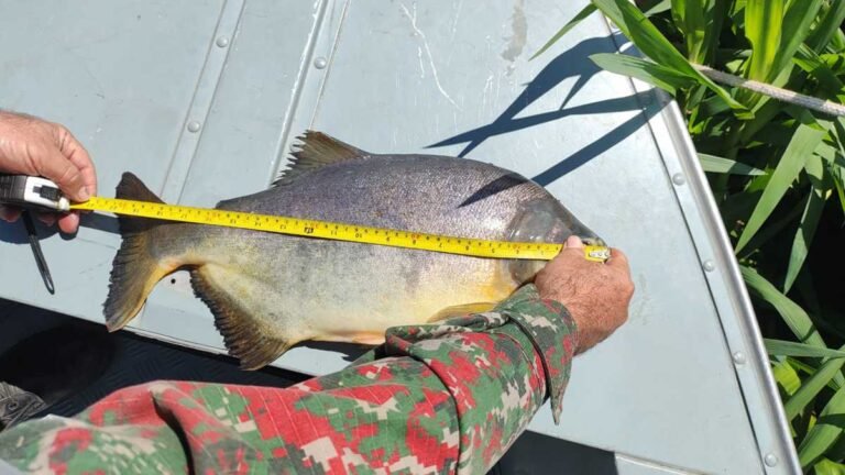 Paulistano dono de rancho é autuado pela PMA e perde barco, motor e pescado durante pesca no rio Paraguai