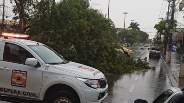 Queda de árvore provoca interdição na avenida Marcelino Pires