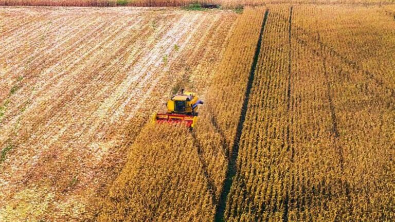 Safrinha de milho deve crescer 5,4% com desafio de melhorar a logística e elevar processamento do grão dentro do Estado