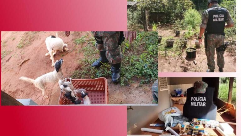 Ao receber denuncia, PMA autua mulher em 3,5 mil por maus tratos encontra pé de maconha e quase 1 kg da droga no local