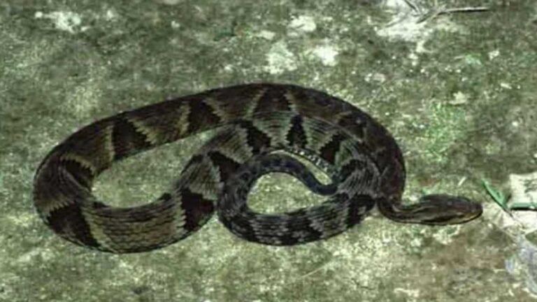 PMA de Dourados captura duas serpentes peçonhentas da espécie jararaca em residência de Distrito