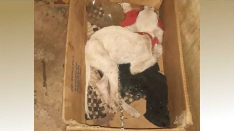 Polícia Civil prende autora de maus-tratos de animais em Corumbá