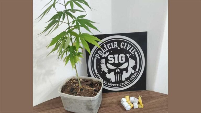 Polícia Civil apreende diversas porções de maconha e prende homem em flagrante por tráfico de drogas
