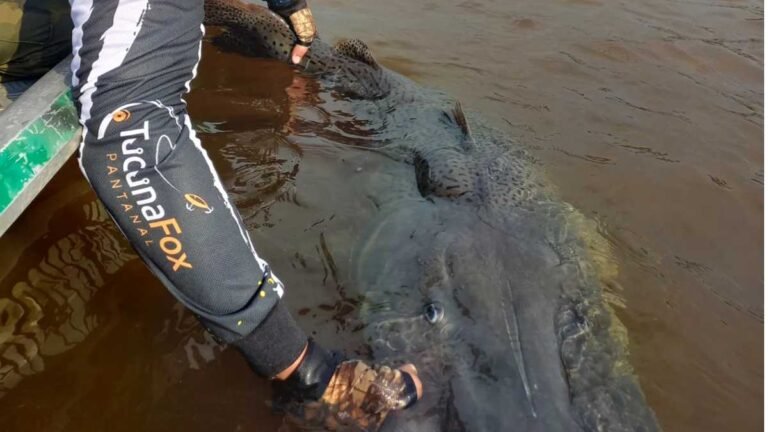 A partir desta quinta, modalidade ‘pesque e solte’ está liberada nos rios Paraguai e Paraná