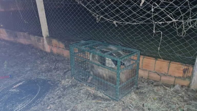 PMA de Bombeiros de Bonito capturam tamanduá-bandeira na rodoviária da cidade
