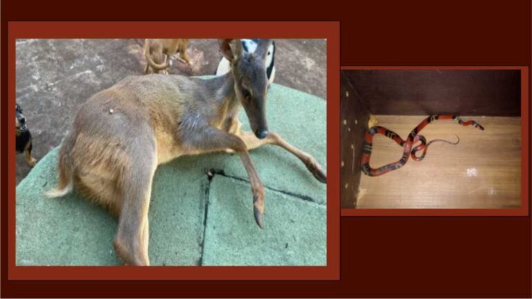PMA captura serpente peçonhenta em residência e resgata veado vítima de atropelamento