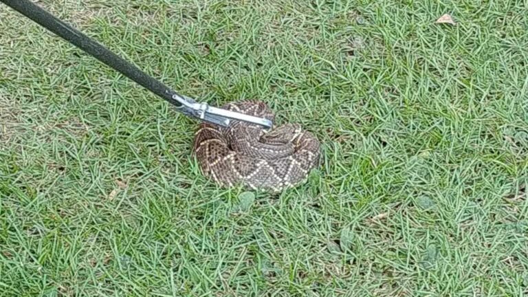 PMA captura serpente da espécie cascavel de mais de 1 metro em jardim de hotel