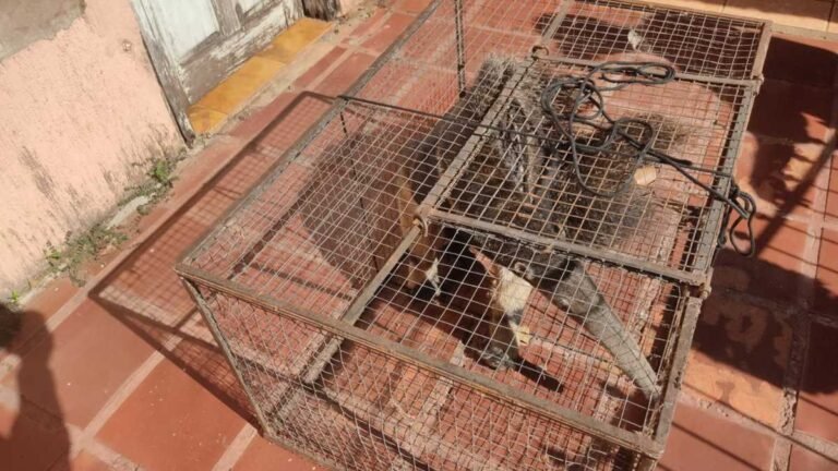 PMA captura tamanduá-bandeira dentro de banheiro de residência