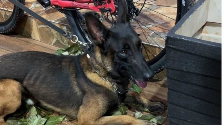 João Paulo II – Polícia Civil prende mulher por tráfico de drogas em Dourados