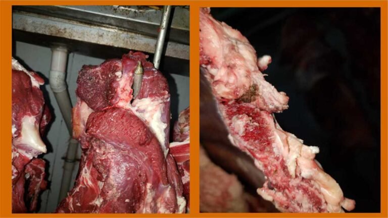 Polícia Civil apreende carne imprópria para o consumo e dona de mercado acaba presa