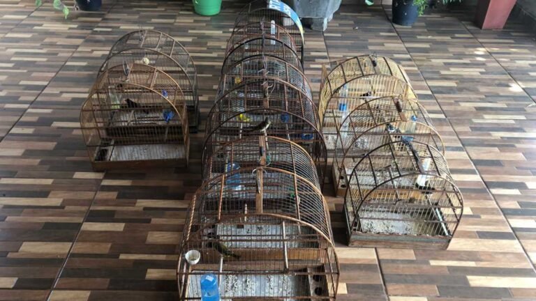 PMA prende e autua infrator em R$ 7,5 mil por manter 15 pássaros silvestres ilegalmente em cativeiro