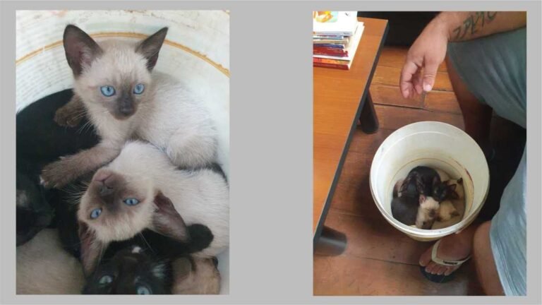 Filhotes de gatos são abandonados e Polícia Civil investiga conduta criminosa