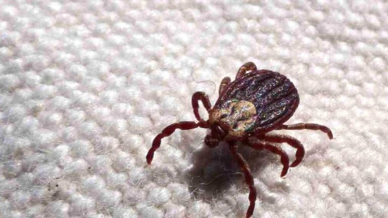 Dourados tem dois casos de Febre Maculosa em investigação