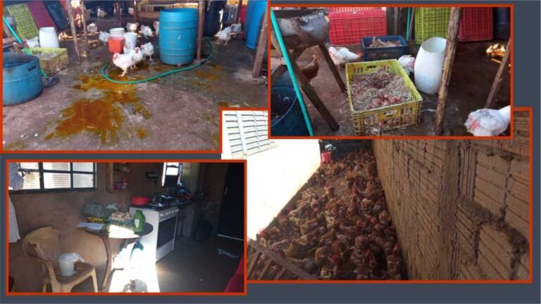 FOTOS – 10º BPM interdita abatedouro clandestino de aves e resgatam 1 mil galinhas