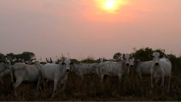 Faltam dois dias para fim do prazo da Declaração Semestral de Rebanhos