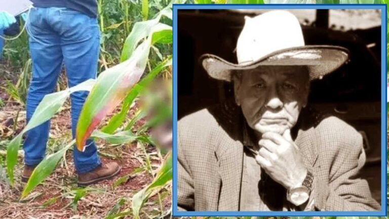 Desaparecido a uma semana, corpo de idoso sem uma perna é encontrado em milharal