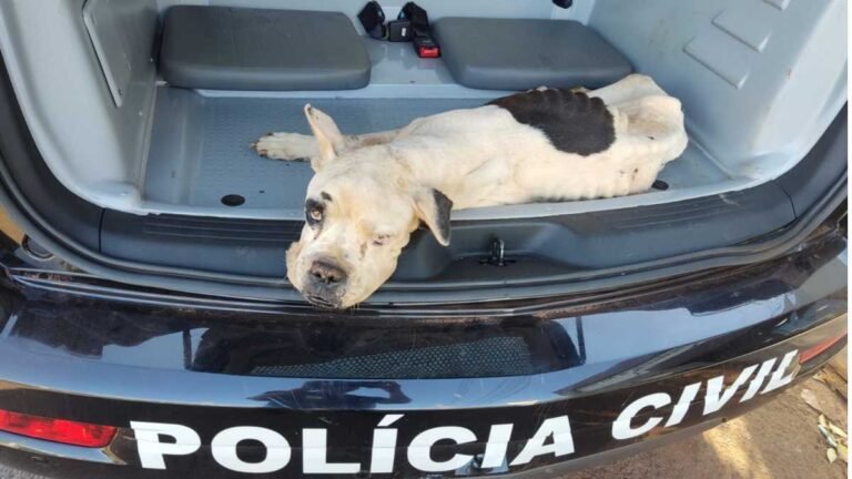 Polícia Civil resgata cachorros vítimas de maus-tratos em Fátima do Sul