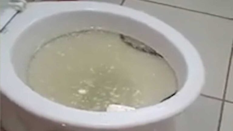 Casal leva susto ao descobrir cobra venenosa em vaso sanitario