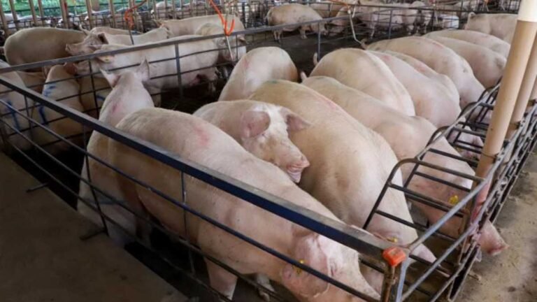 Leitão Vida amplia pagamento de incentivos aos suinocultores e avança em sustentabilidade