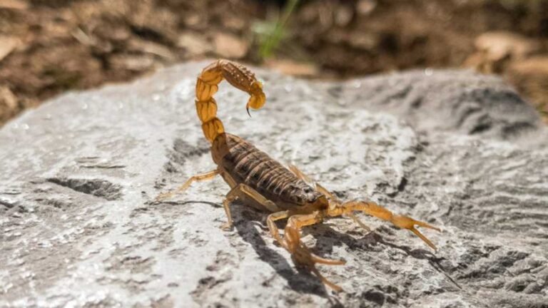 Temperaturas acima da média favorecem casos de acidentes com escorpiões em MS