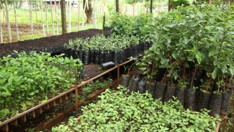 Imam realiza doação de mudas na Praça Antônio João e na Reserva Indígena