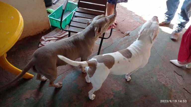 Polícia Civil identifica autor de furto de Pitbulls e recupera animais