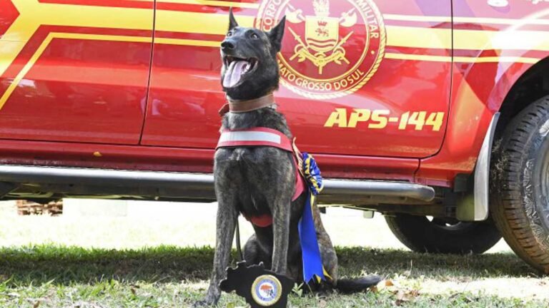 Cadela Laika do Corpo de Bombeiros de MS está apta para busca e resgate