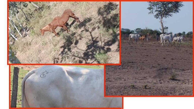 Polícia Civil deflagra operação contra organização criminosa especializada em roubo de gado