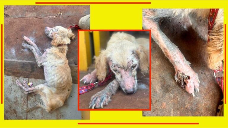 Ferida aberta com osso exposto, cadela é resgatada e mulher é presa por maus-tratos a animais