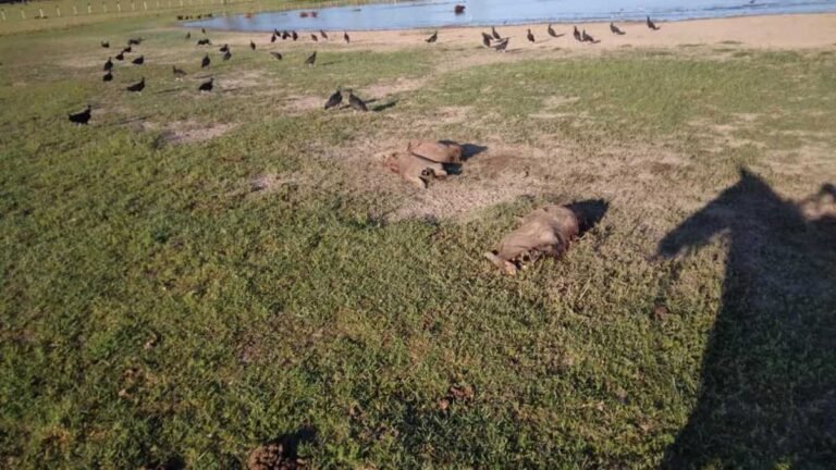 Polícia Civil esclarece furto em propriedade rural e prende autor de crimes ambientais