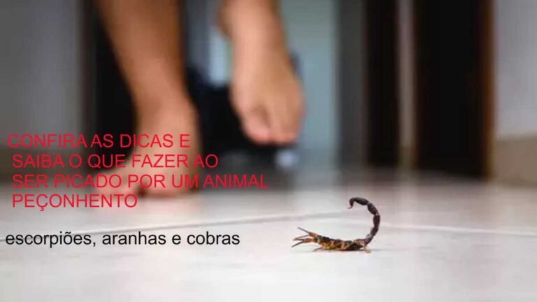 Com 3,6 mil ataques até outubro em MS, vigilância faz alerta para evitar problemas com escorpiões