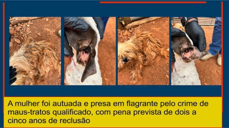 Mulher de 31 anos é presa pela Polícia Civil por maus-tratos a animais