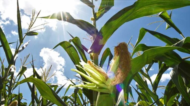 Pesquisa e adoção de tecnologias impulsionaram salto na produção no milho safrinha em MS