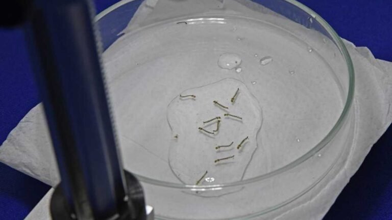 Combate à dengue – Com calor e chuvas, população devem redobrar cuidados