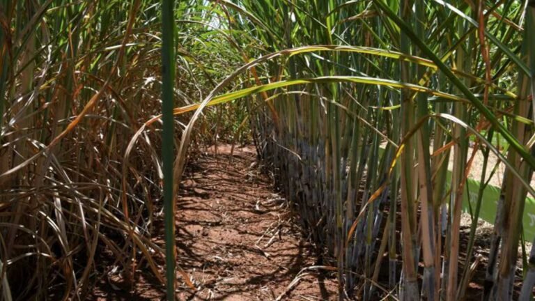 Usinas de etanol batem recorde de produção com apoio do Governo aos biocombustíveis